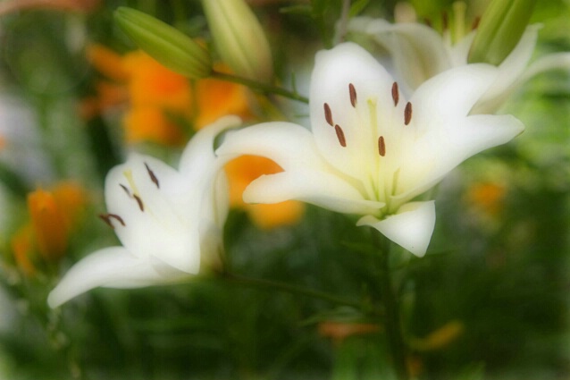 White Lilies - ID: 445744 © Sharon E. Lowe