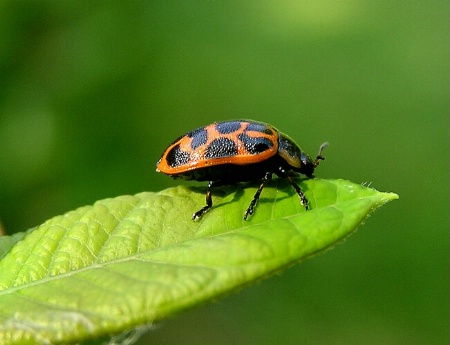 Beetle