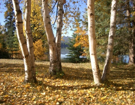 Autumn Leaves at the Lake