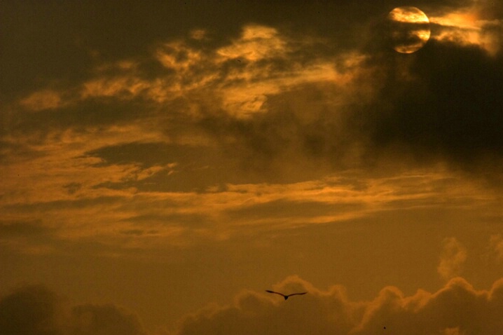 Flying Home - ID: 446370 © James E. Nelson