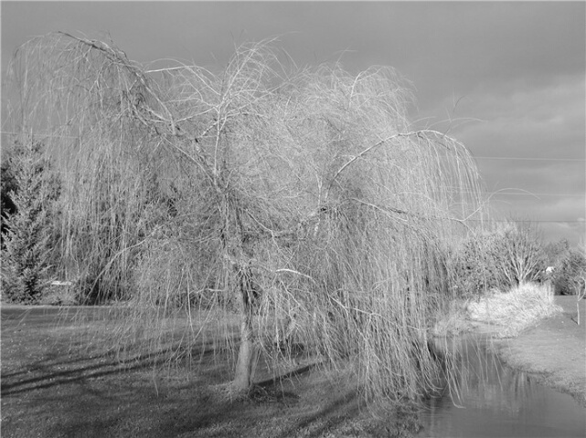 Winterscape Weeping Willow