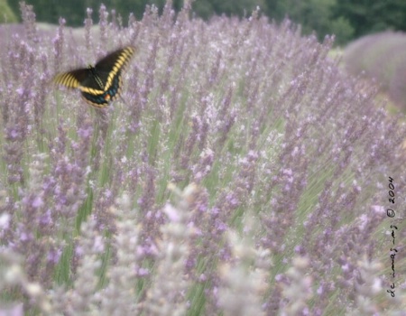 Lavender Fields Forever