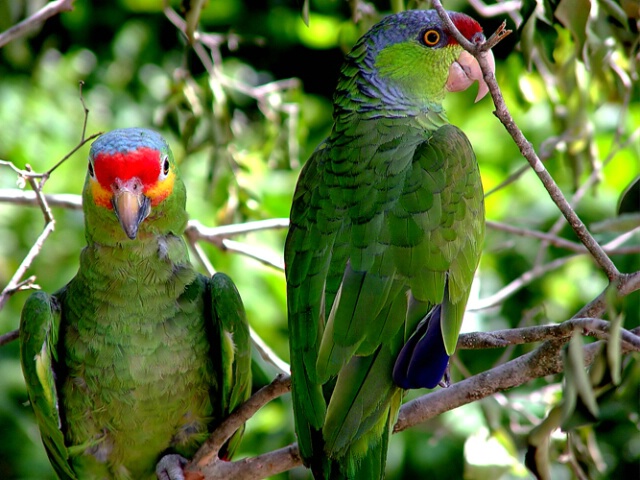 Parrots Posing