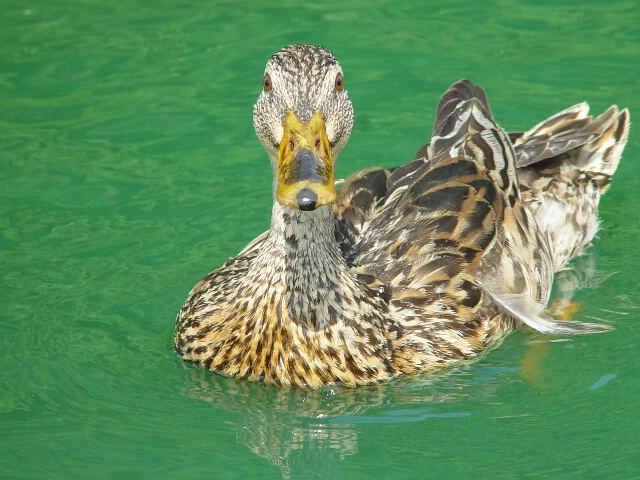 Hampton Park Ducks - Handsome Hen