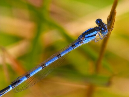 Damselfly #2 - Bluet