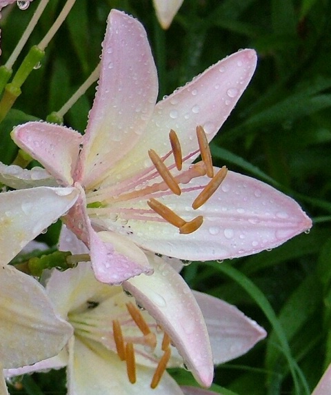 Lilly Drops 2