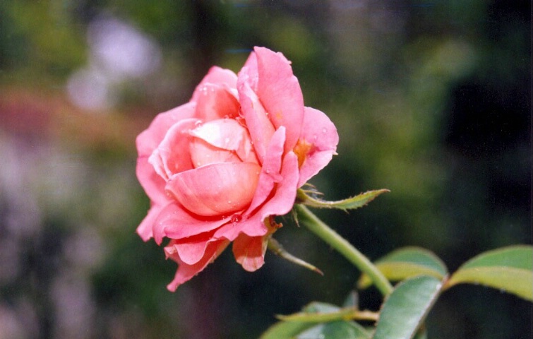 Beauty of the garden-budding rose