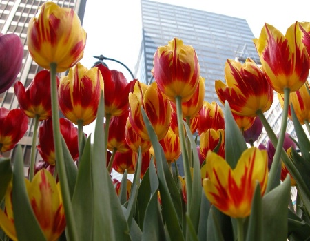 Urban Tulips