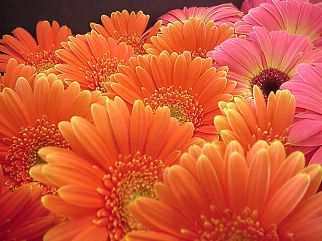 Gerbera to Go