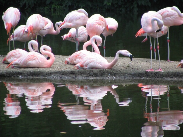 Flamingos Close
