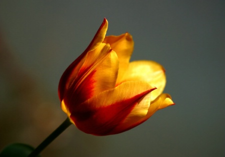Perfect Tulip, Williamsburg, VA