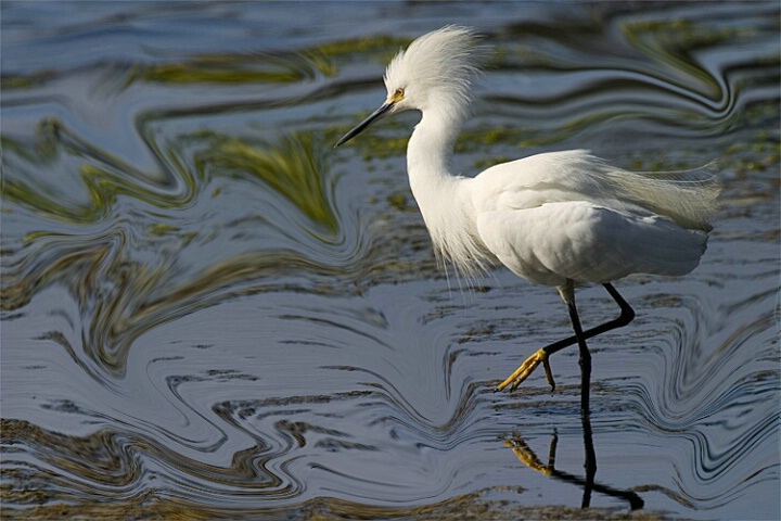 Liquified background on Egret