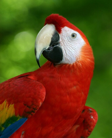 Parrot Portrait