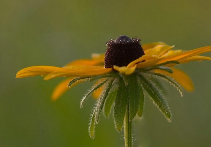 black eyed susan