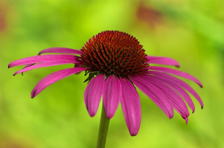 Cone Flower