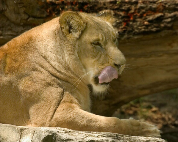 Lioness - Henry Doorly Zoo - ID: 457044 © Robert Hambley