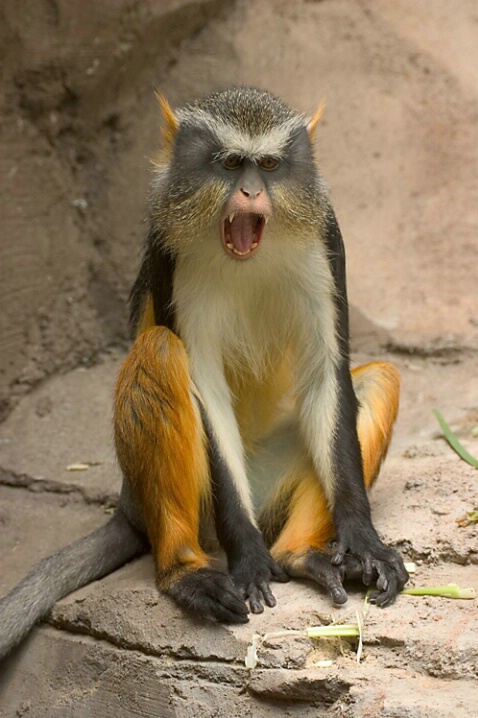 Monkey - Henry Doorly Zoo - ID: 457045 © Robert Hambley
