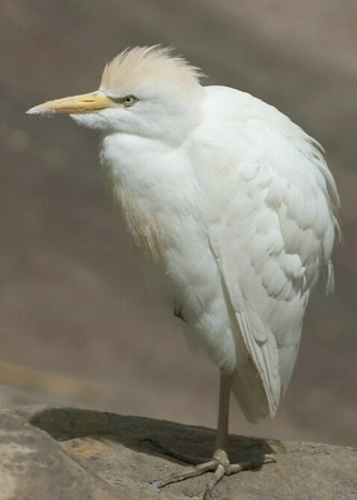 Egret - Henry Doorly Zoo