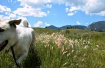 Field of Dreams