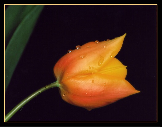 two-toned tulip