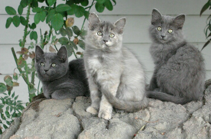 Kittens On A Rock