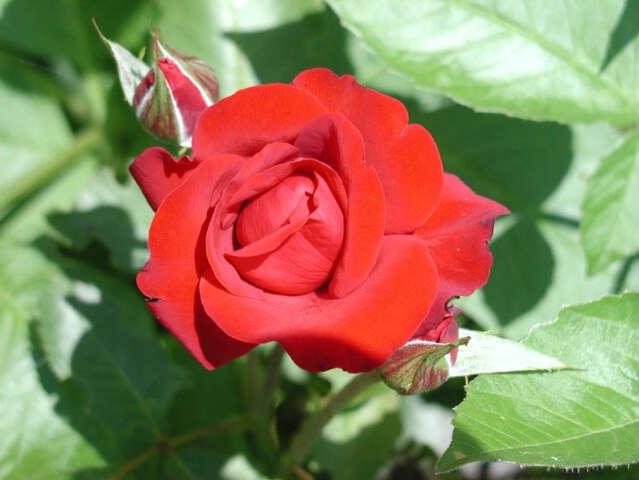 The Perfect Rosebud