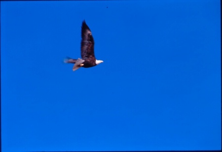 eagle in flight