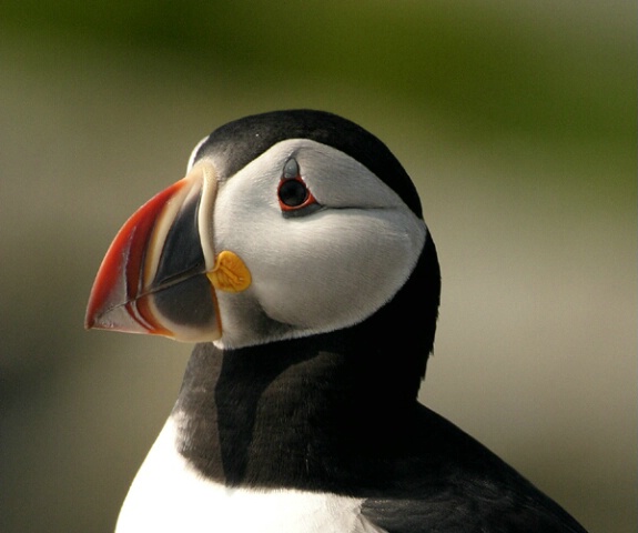 Atlantic Puffin 