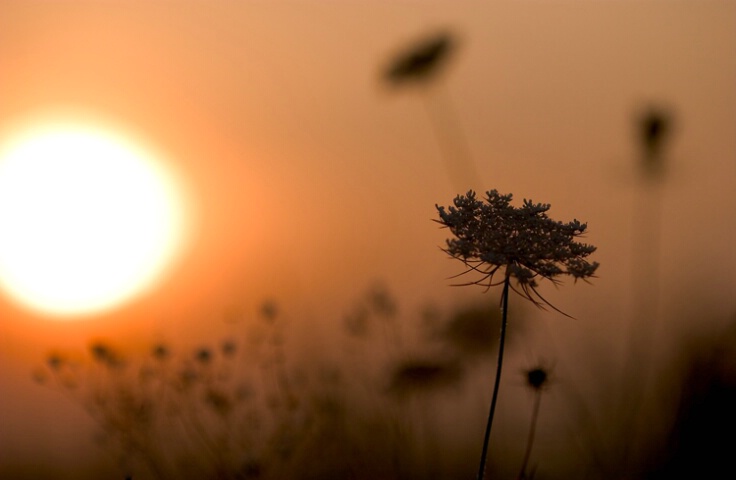 field flowers at daybreak