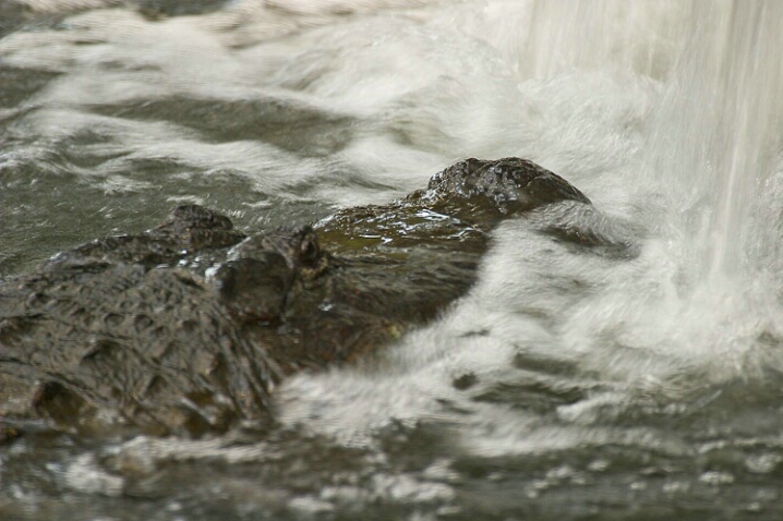 American Alligator - ID: 460487 © James E. Nelson