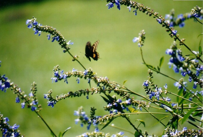 Butterfly in Flight
