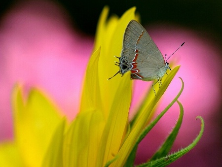 Hair Streak on a flower.