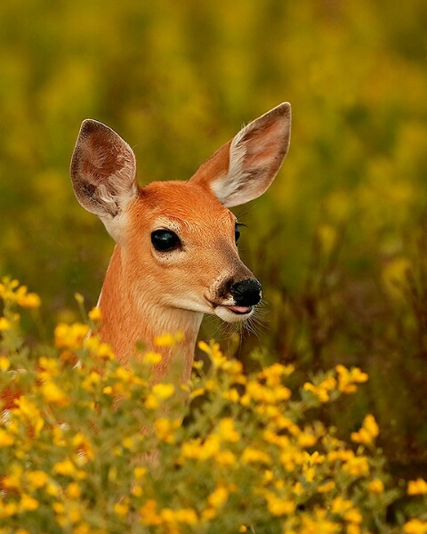The fawns are full of energy and can