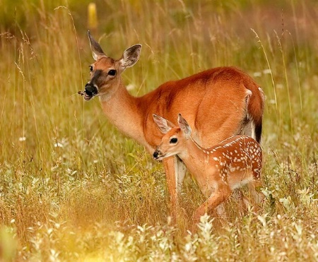 The fawns will stay close to their mothers most 