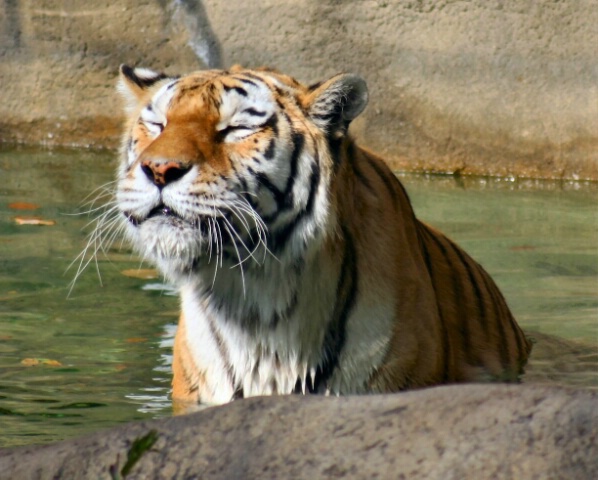 sun tiger