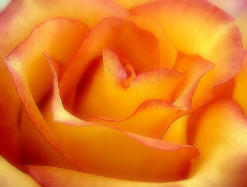 Another rose (resubmit w/ more dreamy effect)