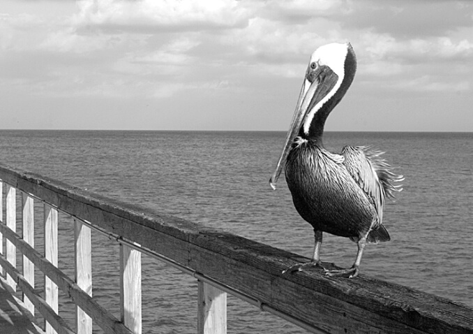 Brown Pelican in Black and White [resubmit]