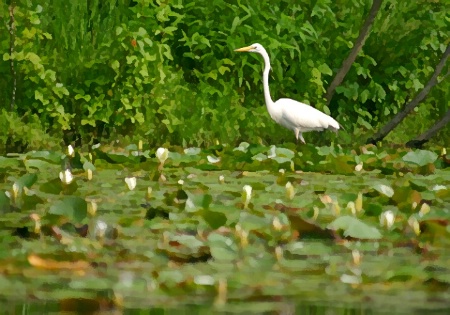 The Secret Pond