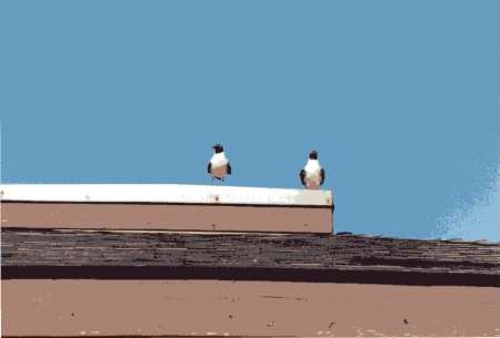 Birds on a Hot Tin Roof