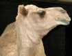 Snobbish Camel