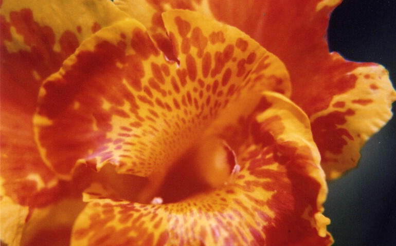 Canna Up Close and Personal