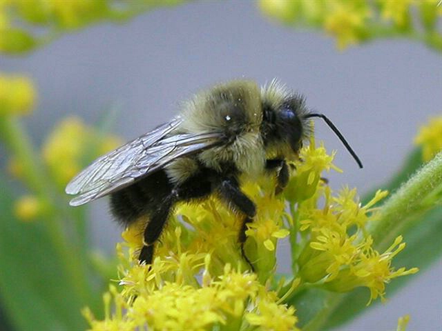 Bee Up Close