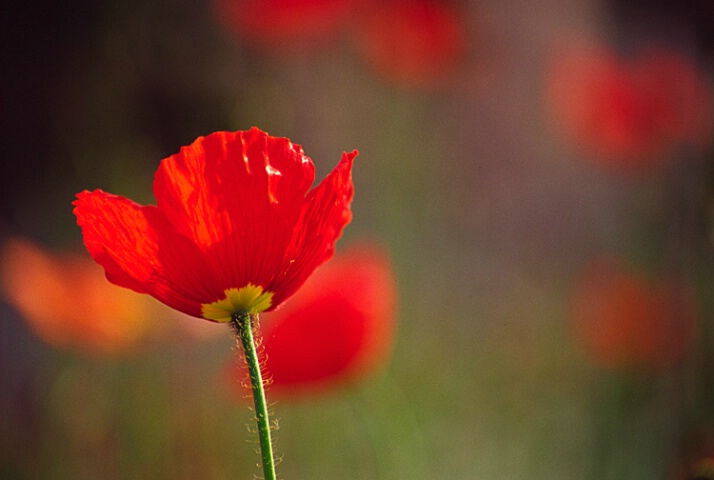 Poppy In Field