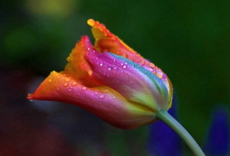 Soggy Tulip