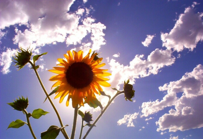 Sunflower Eclipse