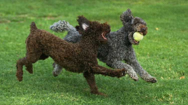 Vicious Poodles