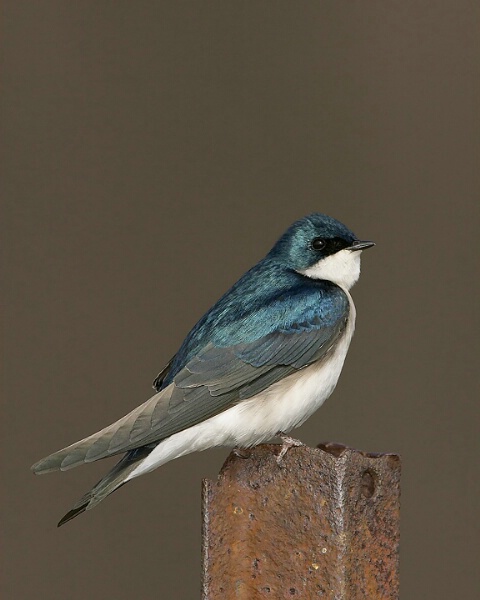 Tree swallow in early morning light