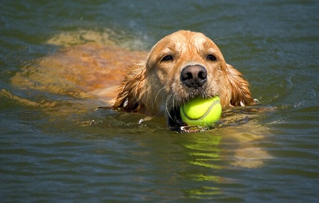 Retriever