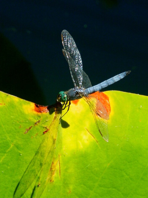 Dragonfly On A Lotus Leaf