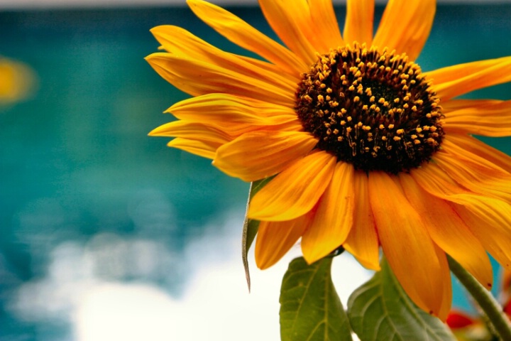 Sunflower At Dusk